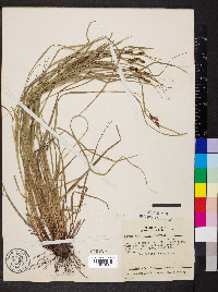 Carex caroliniana image