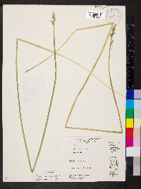 Carex conjuncta image