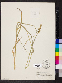 Carex conjuncta image