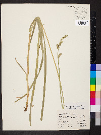 Carex conjuncta image