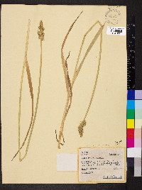 Carex conjuncta image