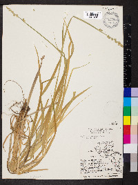 Carex conjuncta image