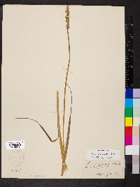 Carex conjuncta image