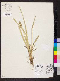 Carex conjuncta image