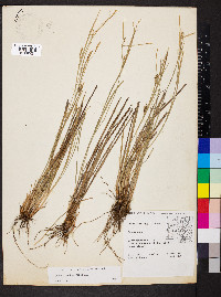 Carex conoidea image