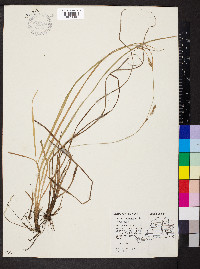 Carex conoidea image