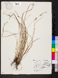 Carex conoidea image