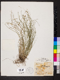 Carex convoluta image