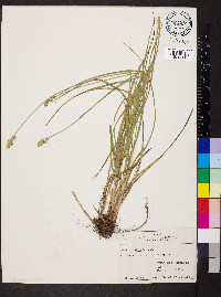 Carex convoluta image