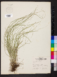 Carex convoluta image