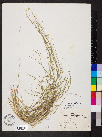 Carex convoluta image