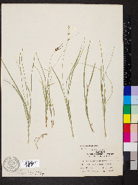 Carex convoluta image