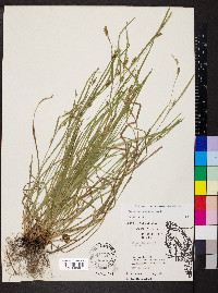 Carex corrugata image