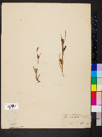 Carex crawei image