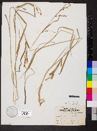 Carex davisii image