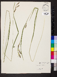 Carex davisii image