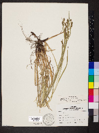 Carex davisii image