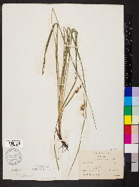 Carex davisii image