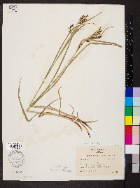 Carex davisii image