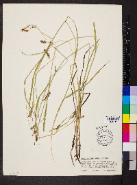 Carex davisii image