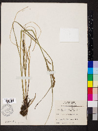 Carex decomposita image