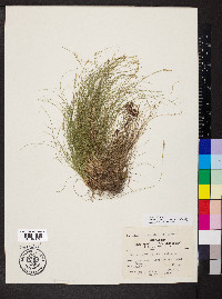 Carex eburnea image