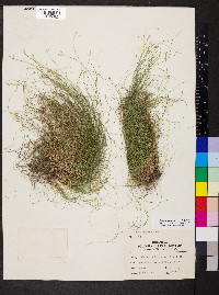 Carex eburnea image