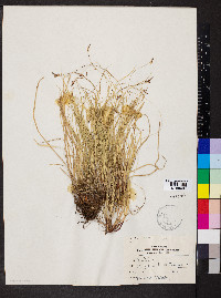 Carex emmonsii image