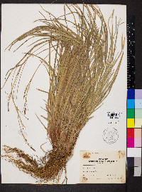 Carex emoryi image