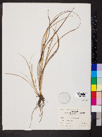 Carex emoryi image