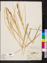 Carex emoryi image