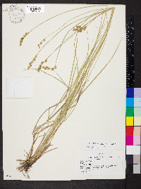 Carex festucacea image