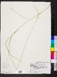 Carex festucacea image