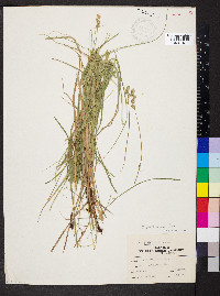 Carex festucacea image