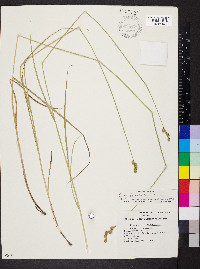 Carex festucacea image