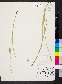 Carex festucacea image