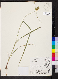 Carex squarrosa image