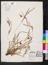 Carex glaucodea image