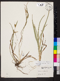 Carex glaucodea image