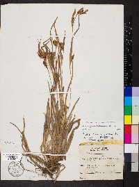 Carex glaucodea image