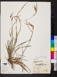 Carex glaucodea image