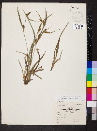 Carex glaucodea image