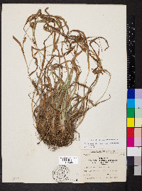 Carex glaucodea image