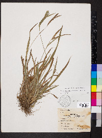 Carex glaucodea image