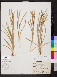 Carex glaucodea image