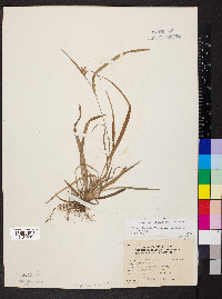 Carex glaucodea image