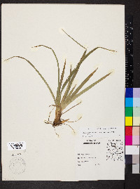 Carex glaucodea image