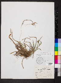 Carex glaucodea image