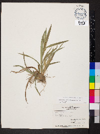 Carex glaucodea image