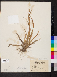 Carex glaucodea image